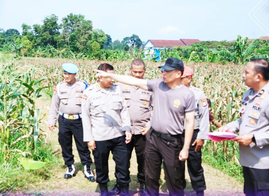 Dikira Mangkrak, Polisi Bongkar Fakta Lahan Jagung Tigaraksa: Januari Siap Panen!