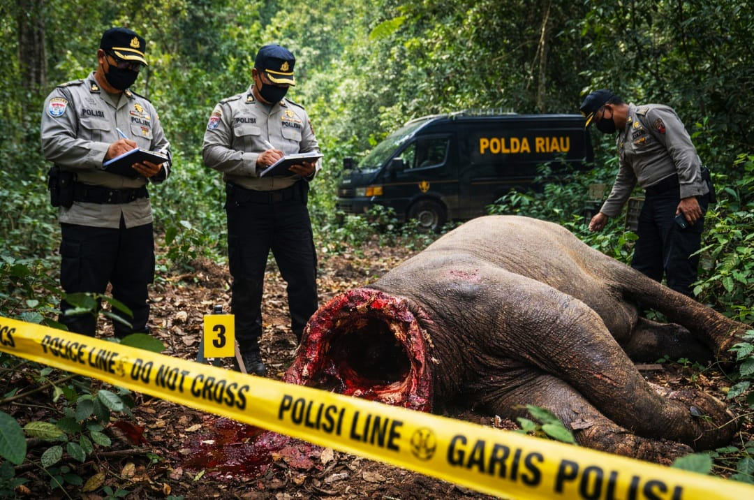 Polda Riau Periksa 40 Saksi Kasus Gajah Mati Tanpa Kepala, Perburuan Pelaku Terus Dikejar