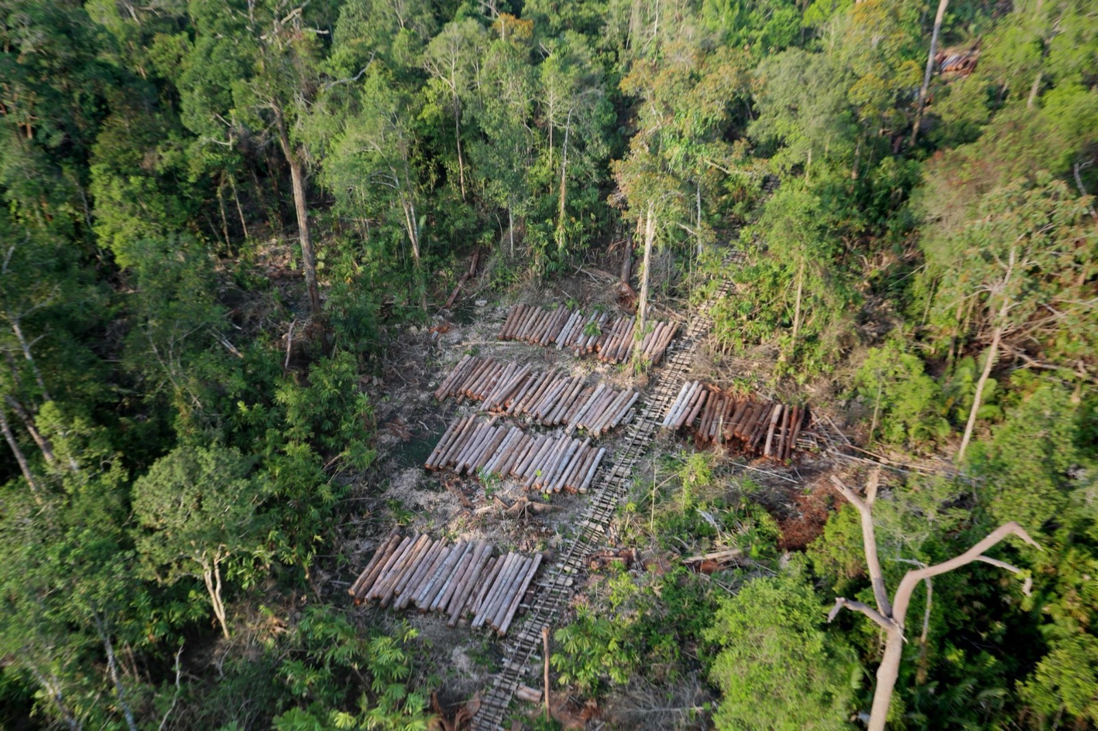 Kerugian Negara dari Illegal Logging di Mentawai Membengkak: Bukan Rp239 Miliar, tapi Capai Rp1,2 Triliun