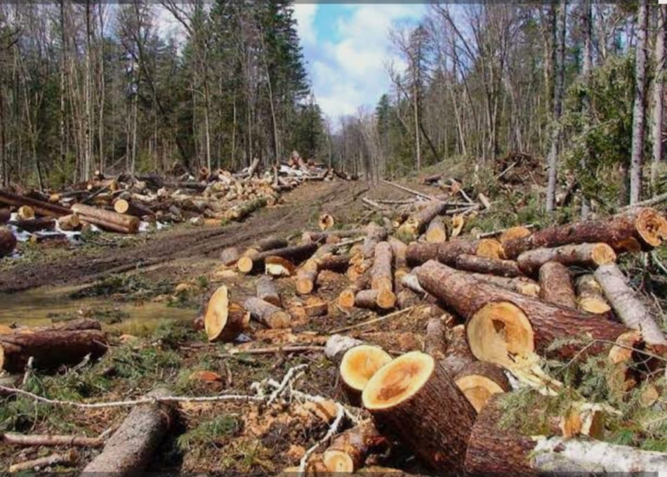 Polda Riau Sikat Pembalak Liar di Hutan Meranti: 8 Ton Kayu Ilegal Disita, Dalangnya Diburu.
