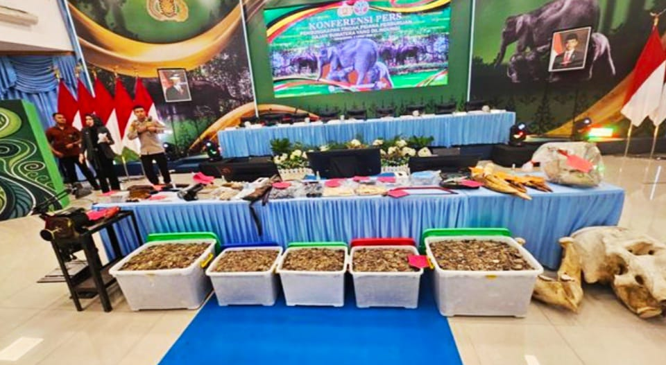 Terungkap! Jejak Gading Gajah dari Tesso Nilo Riau hingga Berakhir di Solo
