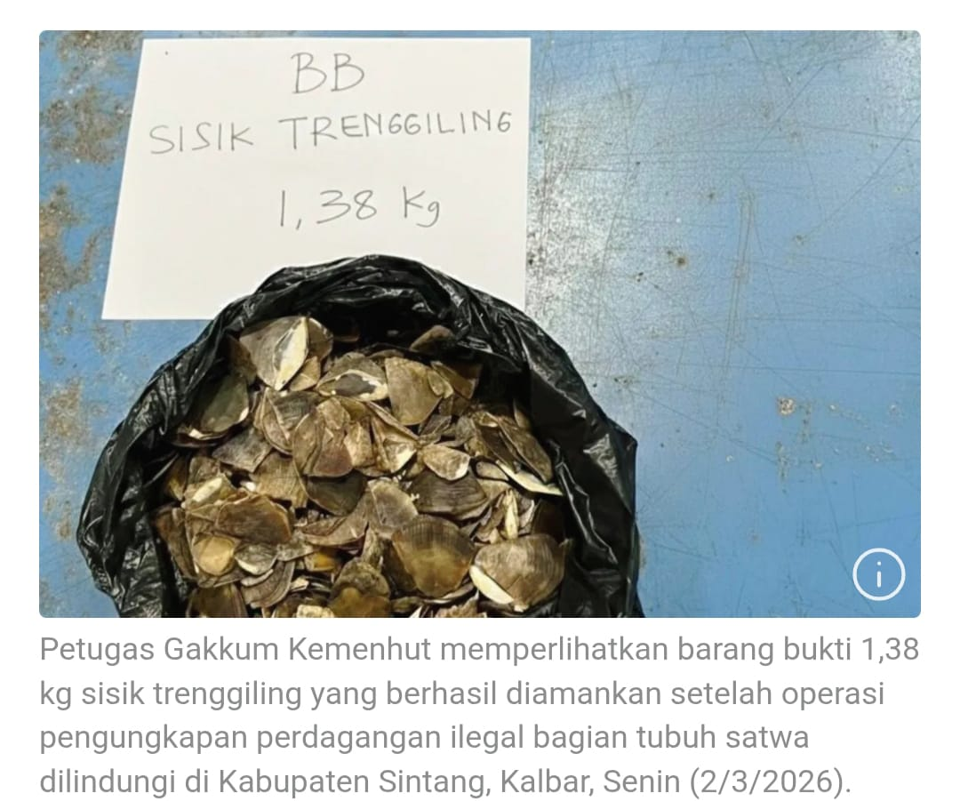 Negara Bertindak! Upaya Penyelundupan 138 Kg Sisik Trenggiling Digagalkan