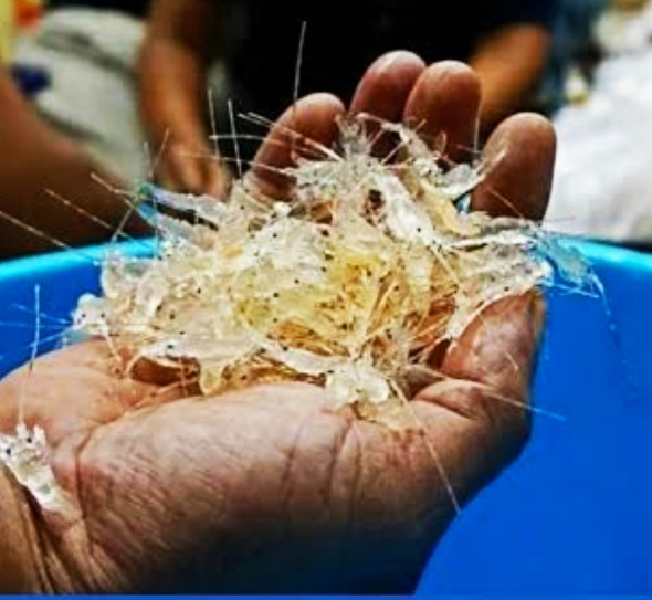 Ditpolair Korpolairud Baharkam Polri Sikat Sindikat Penyelundup 47 Ribu Benih Lobster di Serang!